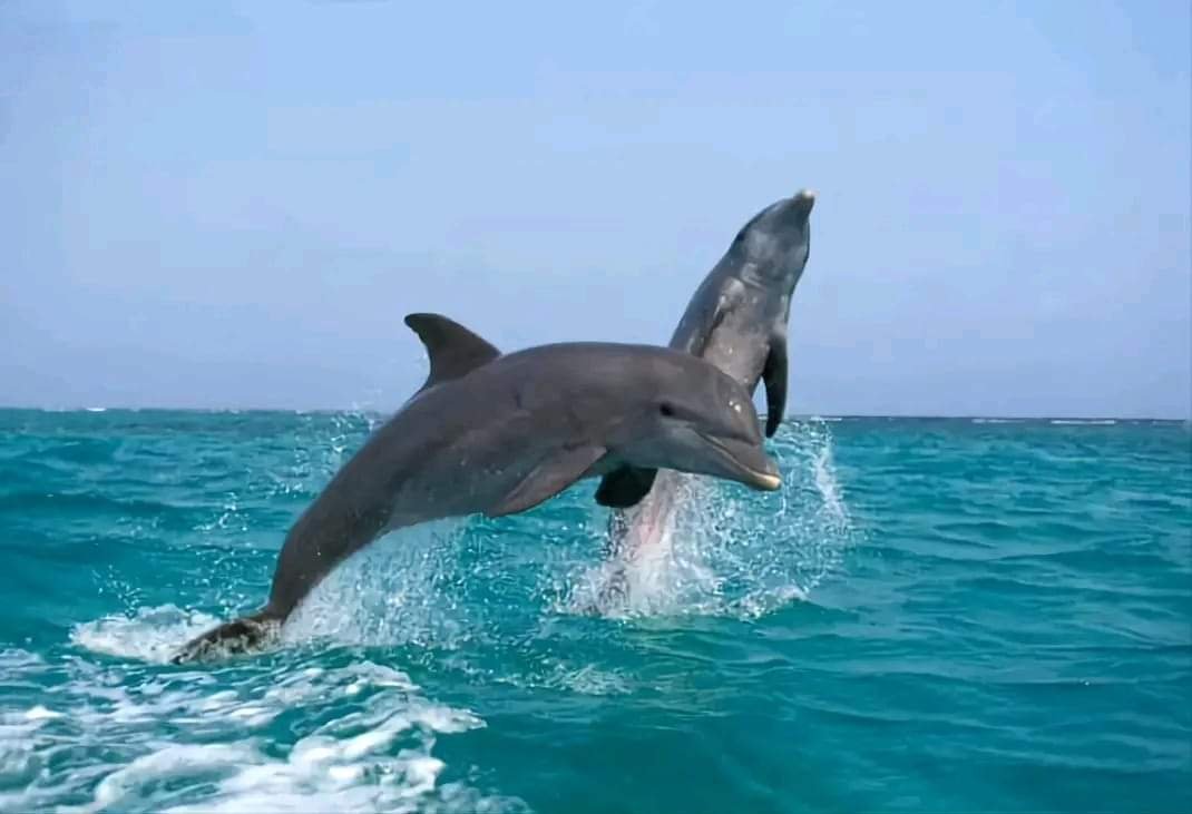Dolphin House